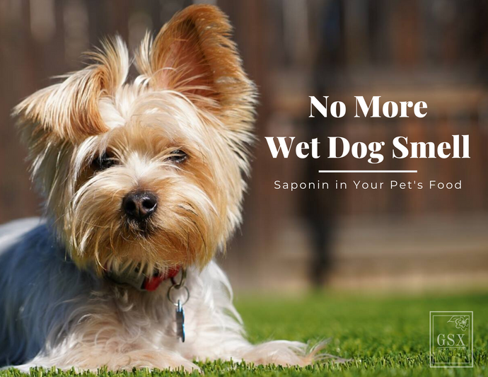 No More Wet Dog Smell: Saponin in Your Pet's Food